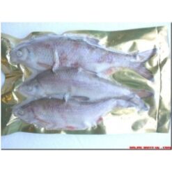 Roach Medium (PS005)