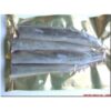 Lamprey Sections (PS007)