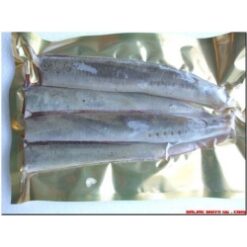 Lamprey Sections (PS007)